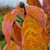 Autumn leaf colour on Cornus 'Cobhay Titan' at Junker's Nursery