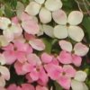 Cornus Porlock flower bracts. A flowering dogwood  from Junker's Nursery