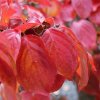Cornus kousa Claudia autumn colour from Junker's Nursery