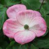 Cornus kousa Radiant Rose from Junker's Nursery