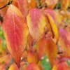 Autumn leaf colour on Cornus kousa 'Schmetterling' at Junker's Nursery