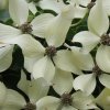 Cornus kousa Snowflake flower bracts from Junker's Nursery