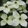 Cornus kousa White Dream flower bracts from Junker's Nursery