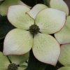 Cornus kousa Wietings Select flower bracts from Junker's Nursery