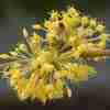 Cornus officinalis Spring Glow flowers from Junker's Nursery
