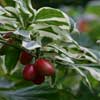 Cornus mas Variegata foliage and fruit from Junker's Nursery