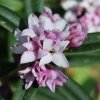 Daphne 'Cobhay Pink Delight'  from Junker's Nursery