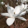 Magnolia Joli Pompom from Junker's Nusery