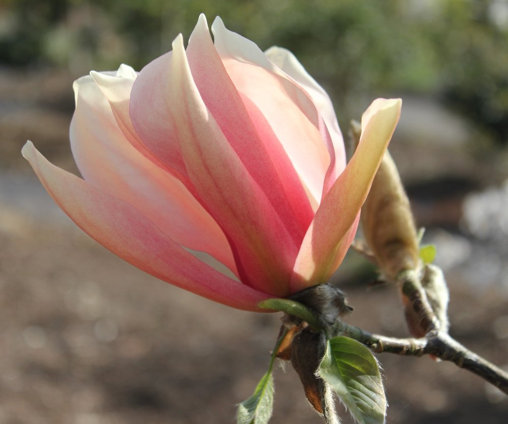 Magnolia 'Sunset Swirl' at Junker's Nursery