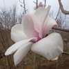 Magnolia campbellii 'AlbaTrewithen' at Junker's Nursery