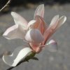 Magnolia sprengeri 'Bucklands' at Junker's Nursery
