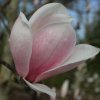 Magnolia 'Candy Cane' at Junker's Nursery