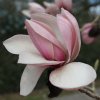 Magnolia 'Cobhay Pink Spectacular' at Junker's Nursery