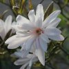 Magnolia stellata 'Jane Platt' at Junker's Nursery