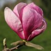 Magnolia 'Pink Delight' at Junker's Nursery
