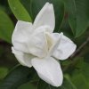 Magnolia 'Porcelain Dove' at Junker's Nursery