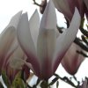 Magnolia 'Red Lucky' at Junker's Nursery