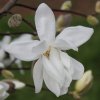 Magnolia stellata 'Scented Silver' at Junker's Nursery