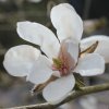Magnolia x proctoriana 'Slavin's #44' at Junker's Nursery