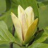 Magnolia 'Ultimate Yellow' at Junker's Nursery