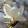 Magnolia 'Windsor Beauty' at Junker's Nursery