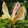Magnolia x brooklynensis 'Woodsman' at Junker's Nursery
