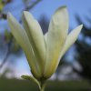 Magnolia 'Yellow Garland' at Junker's Nursery