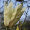 Magnolia 'Yellow Lantern' at Junker's Nursery