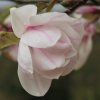 Magnolia kobus 'Pink form' at Junker's Nursery