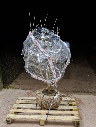 Rootballed open ground Chimonanthus strapped to its pallet for delivery through the national pallet network UPN