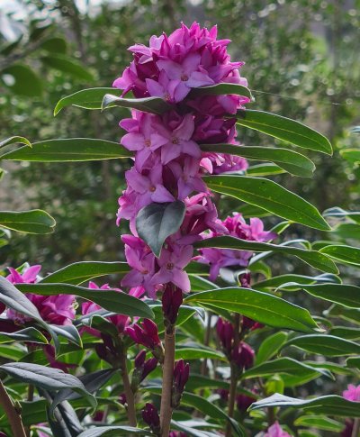 Daphne 'Cobhay Purple Clouds' at Junker's Nursery