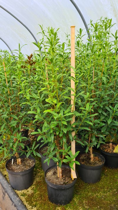 Daphne bholua 'Cobhay Coral' in a 5 litre pot September 2022