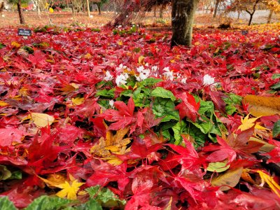 Red autumn leaves from Acer palmatum 'O kagami' at Junker's Nursery